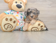 8 week old Poochon Puppy For Sale - Simply Southern Pups
