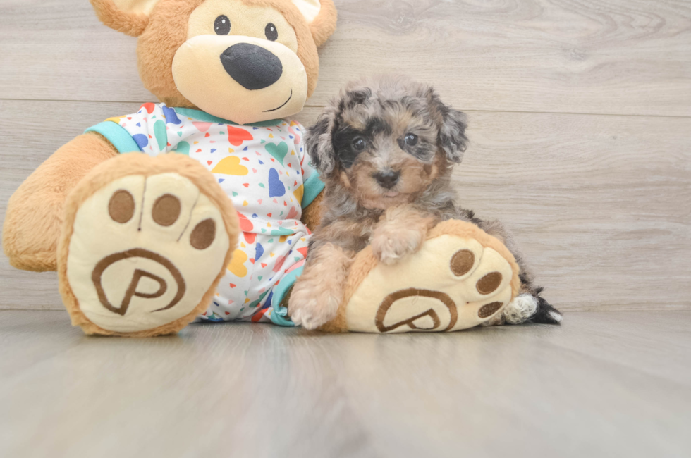 6 week old Poochon Puppy For Sale - Simply Southern Pups