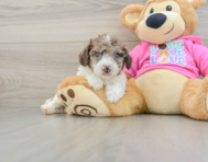 7 week old Poochon Puppy For Sale - Simply Southern Pups