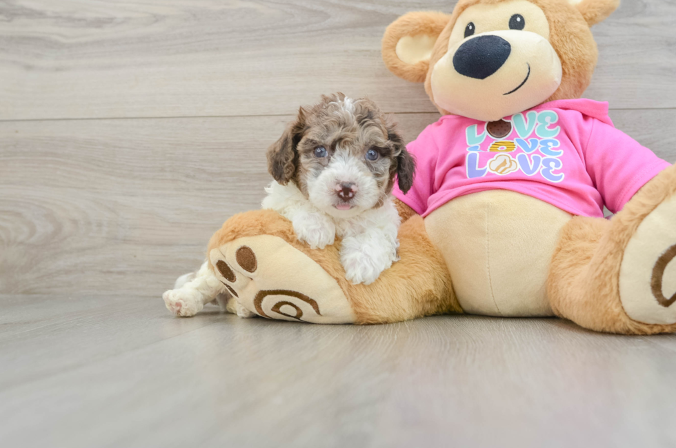 6 week old Poochon Puppy For Sale - Simply Southern Pups