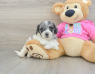 6 week old Poochon Puppy For Sale - Simply Southern Pups