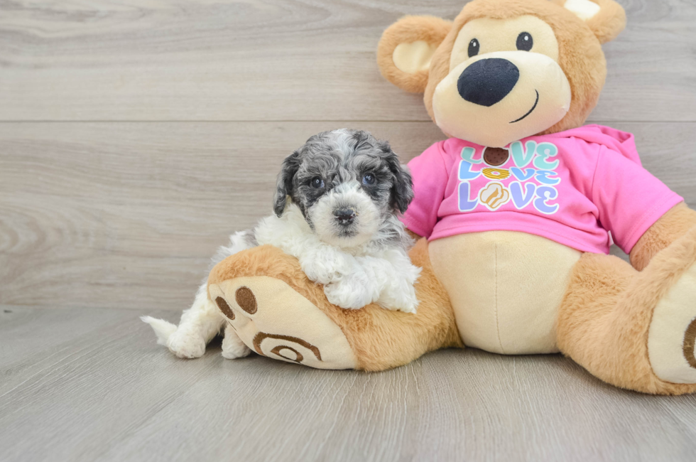 5 week old Poochon Puppy For Sale - Simply Southern Pups