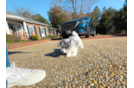 Cute Poochon Poodle Mix Pup