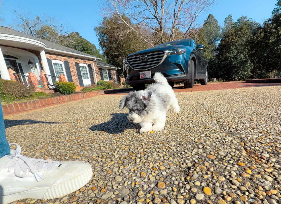 Cute Poochon Poodle Mix Pup