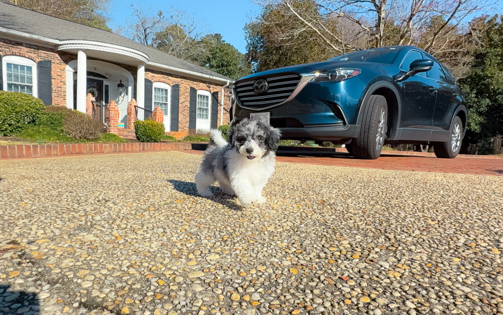 Poochon Pup Being Cute