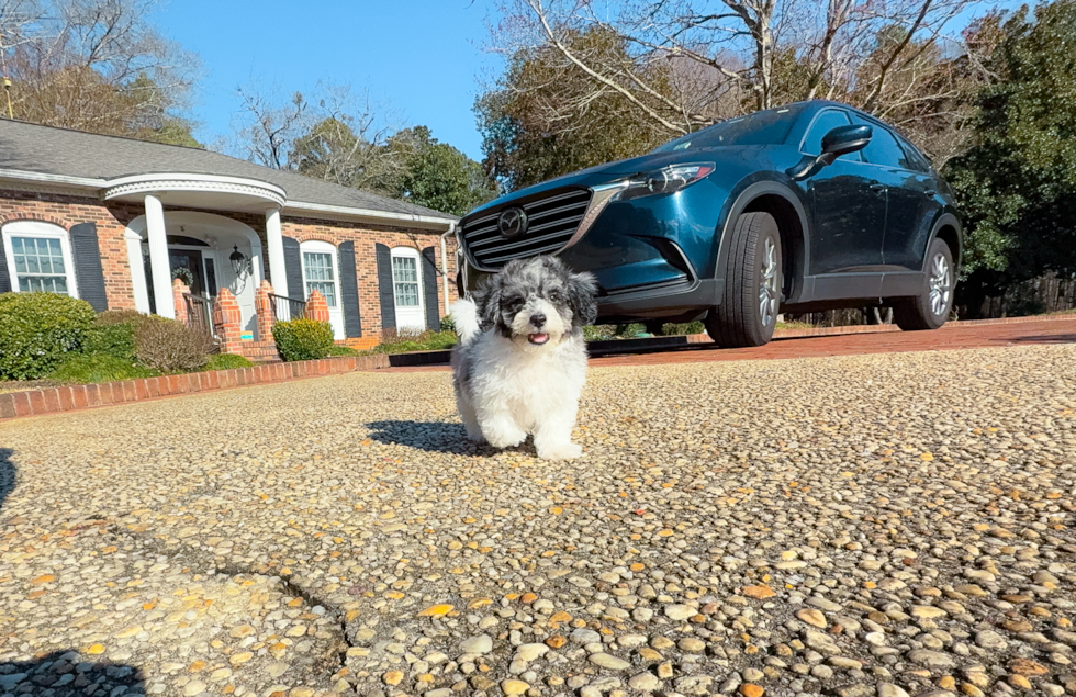 Cute Poochon Poodle Mix Pup