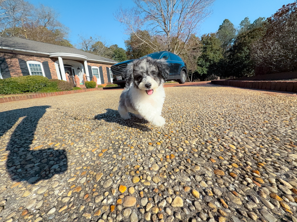 Poochon Puppy for Adoption