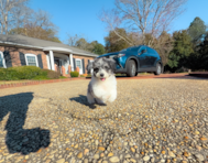 9 week old Poochon Puppy For Sale - Simply Southern Pups