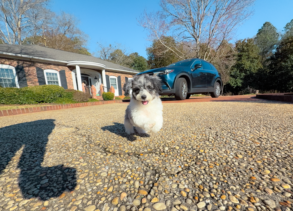 Poochon Puppy for Adoption