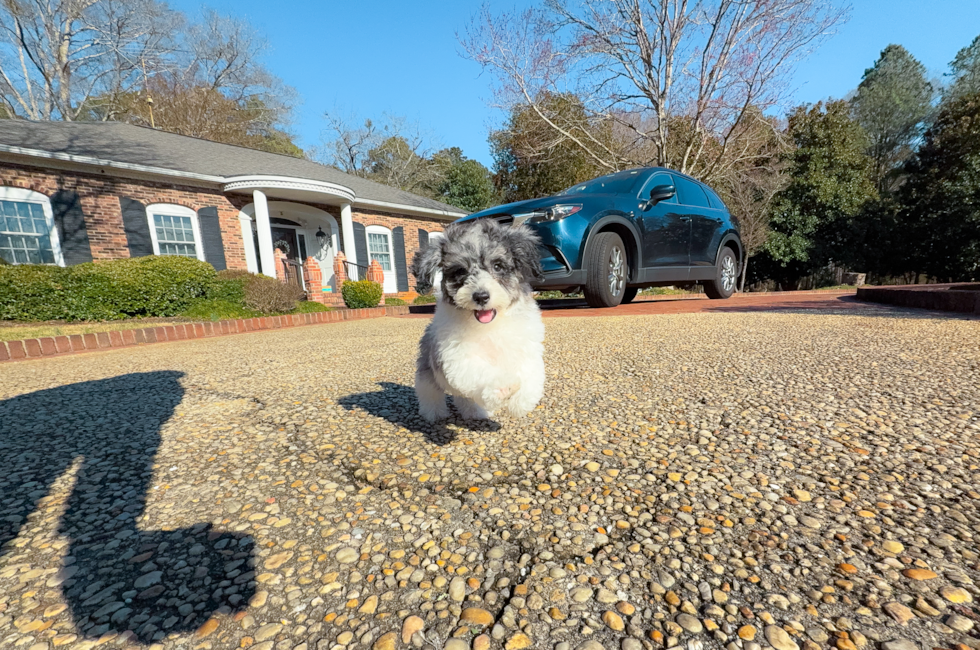 9 week old Poochon Puppy For Sale - Simply Southern Pups