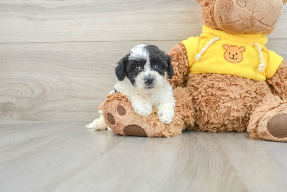 Poochon Pup Being Cute