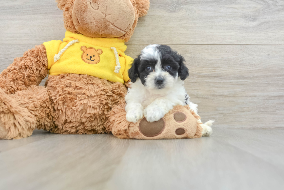 Poochon Pup Being Cute