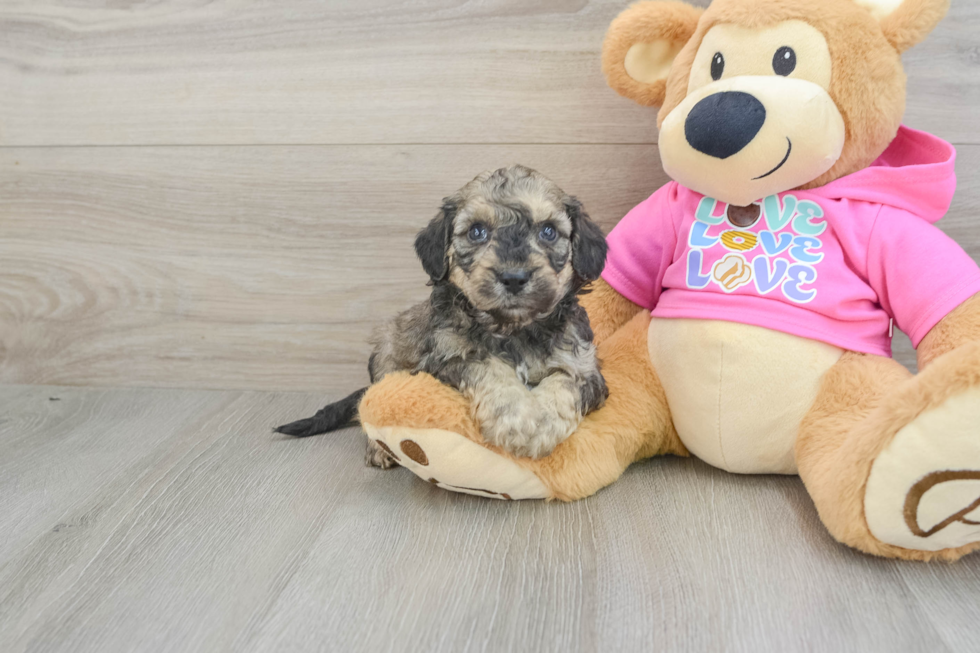 Smart Poochon Poodle Mix Pup