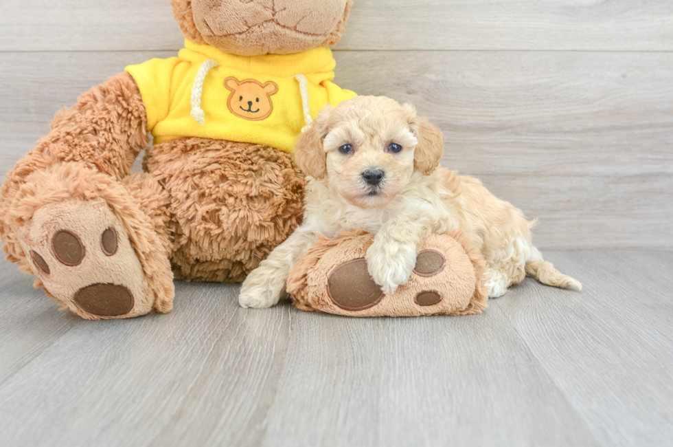 6 week old Poochon Puppy For Sale - Simply Southern Pups