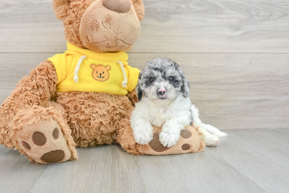 Popular Poochon Poodle Mix Pup