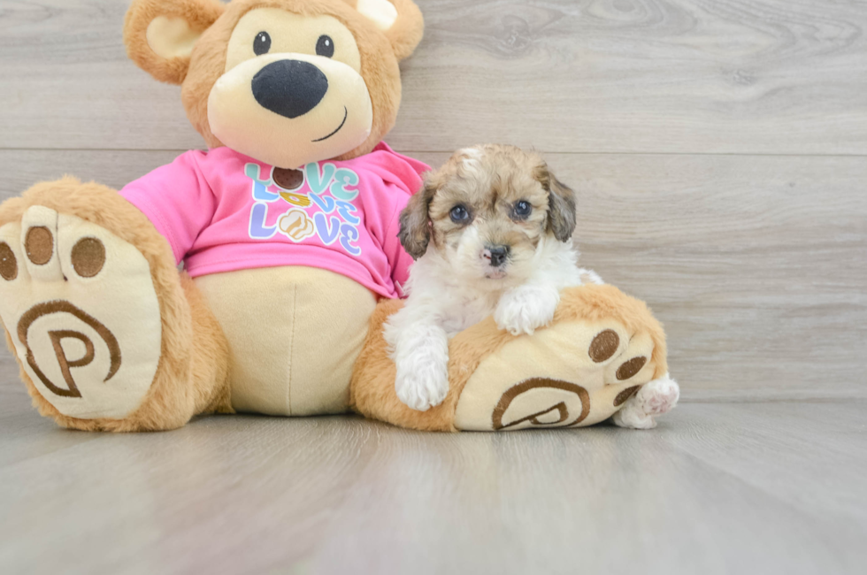 5 week old Poochon Puppy For Sale - Simply Southern Pups