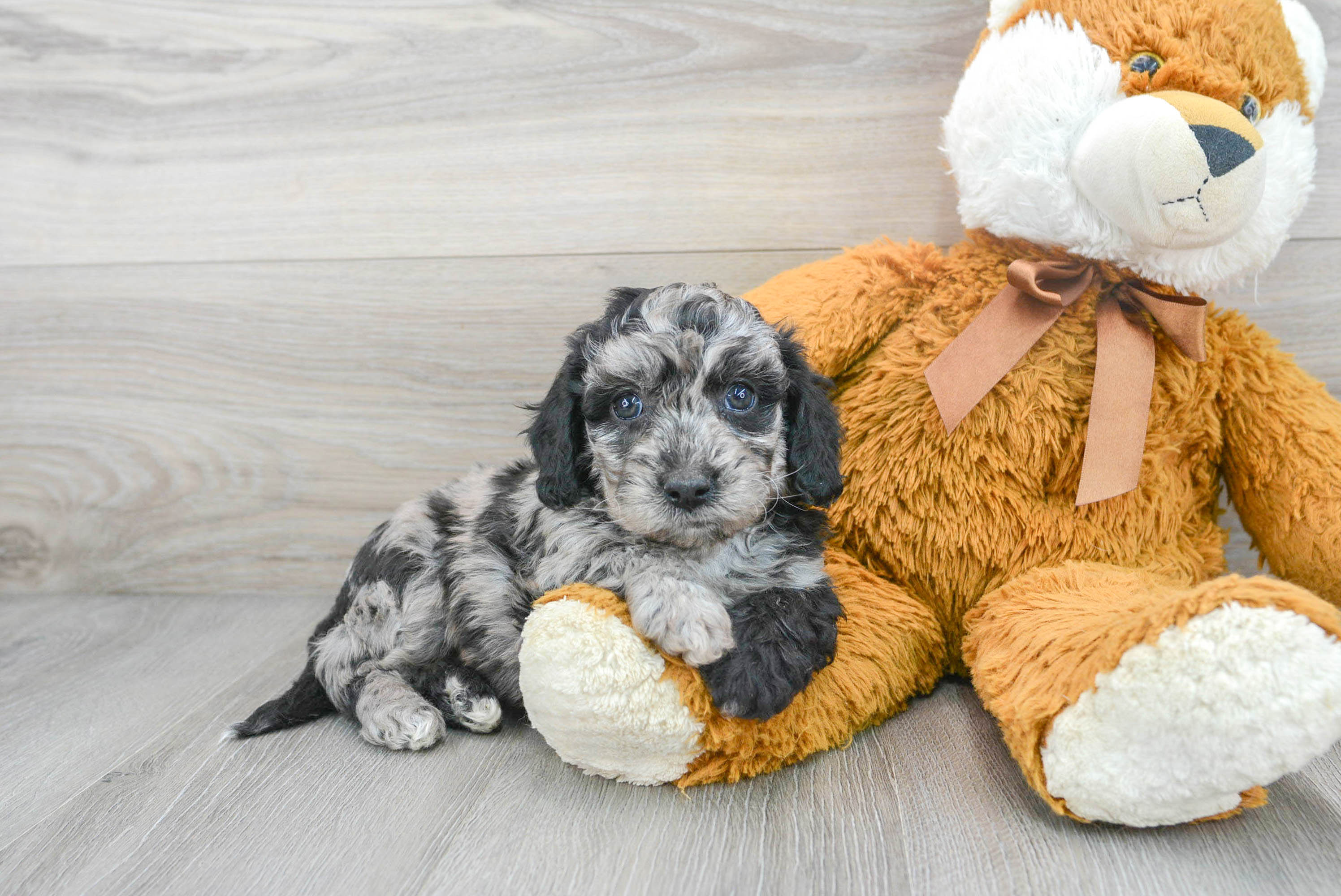 Cute Poochon Mystic 4lb 5oz Doodle Puppy