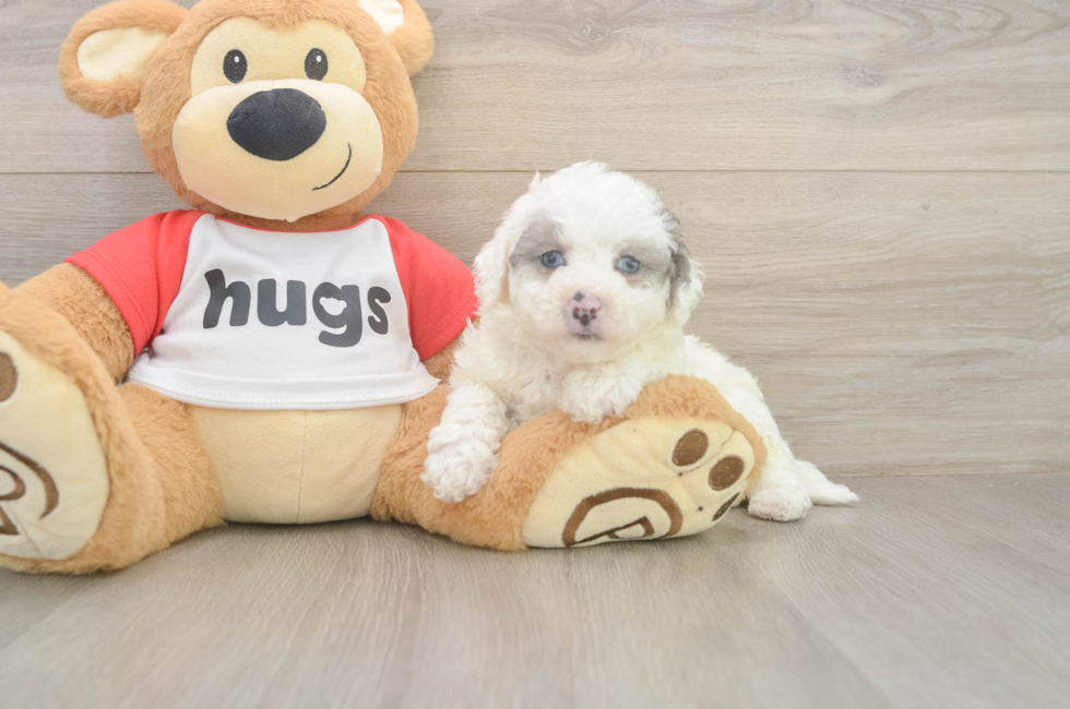 6 week old Poochon Puppy For Sale - Simply Southern Pups