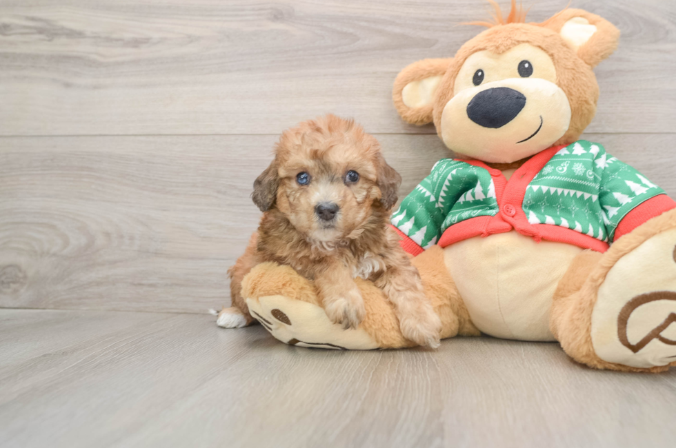 5 week old Poochon Puppy For Sale - Simply Southern Pups