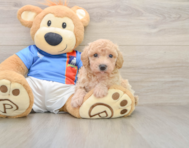 6 week old Poochon Puppy For Sale - Simply Southern Pups
