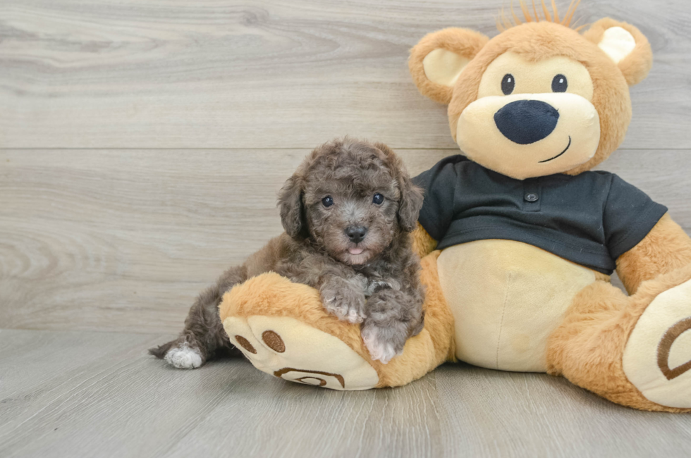 5 week old Poochon Puppy For Sale - Simply Southern Pups