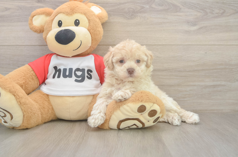 6 week old Poochon Puppy For Sale - Simply Southern Pups