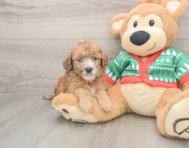 7 week old Poochon Puppy For Sale - Simply Southern Pups