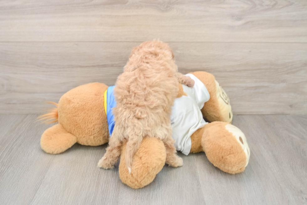 Hypoallergenic Bichpoo Poodle Mix Puppy