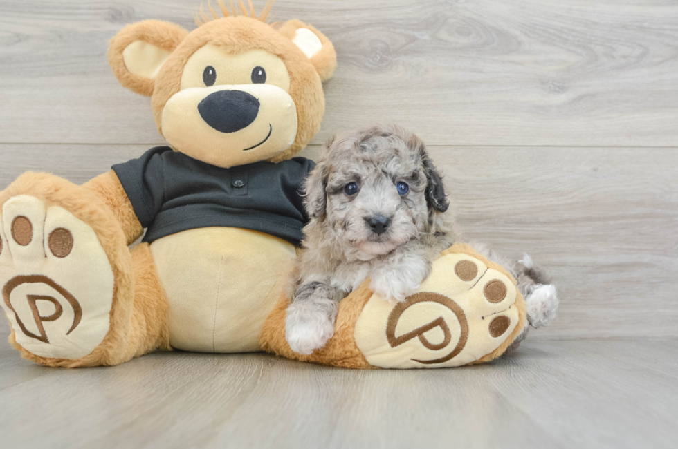 5 week old Poochon Puppy For Sale - Simply Southern Pups