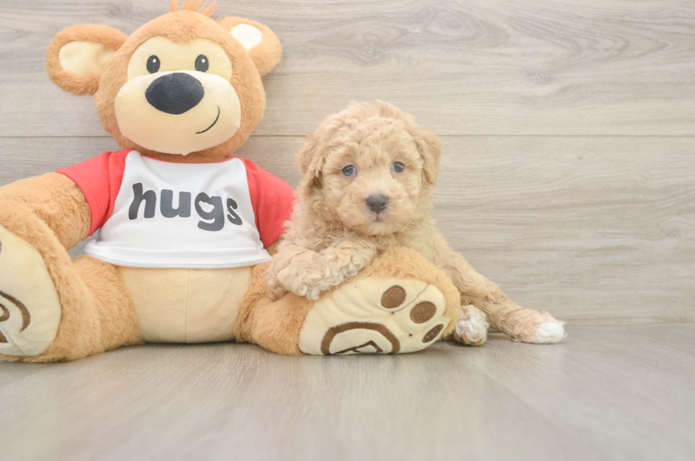 6 week old Poochon Puppy For Sale - Simply Southern Pups