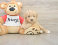 8 week old Poochon Puppy For Sale - Simply Southern Pups 8 week old Poochon Puppy For Sale - Simply Southern Pups