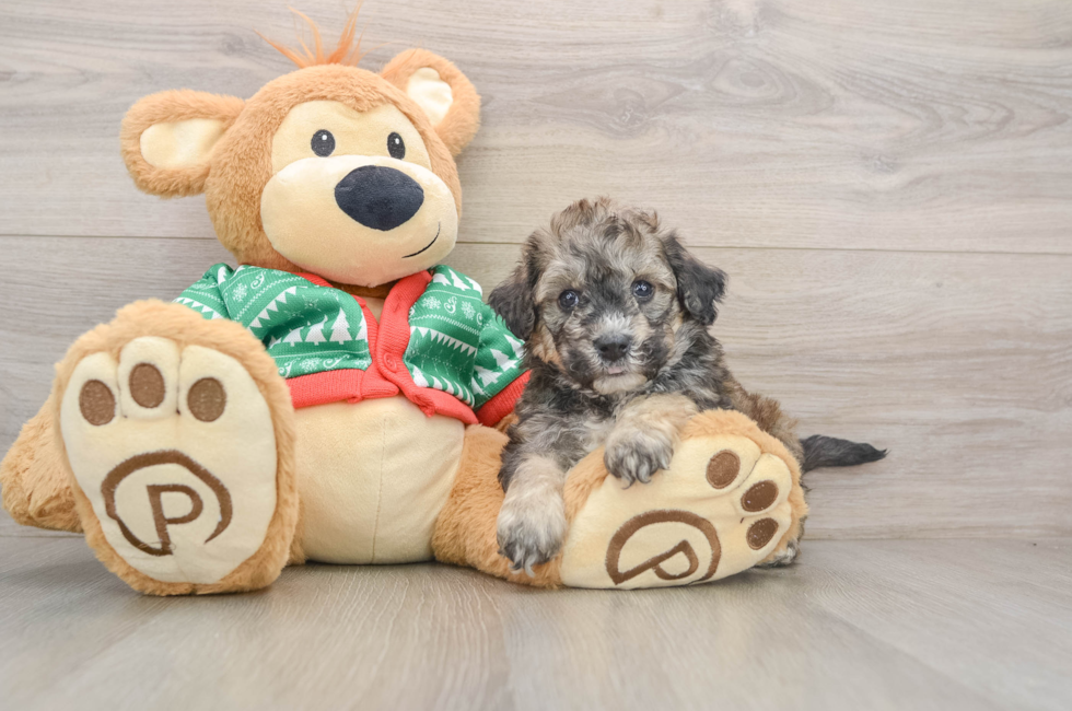 5 week old Poochon Puppy For Sale - Simply Southern Pups