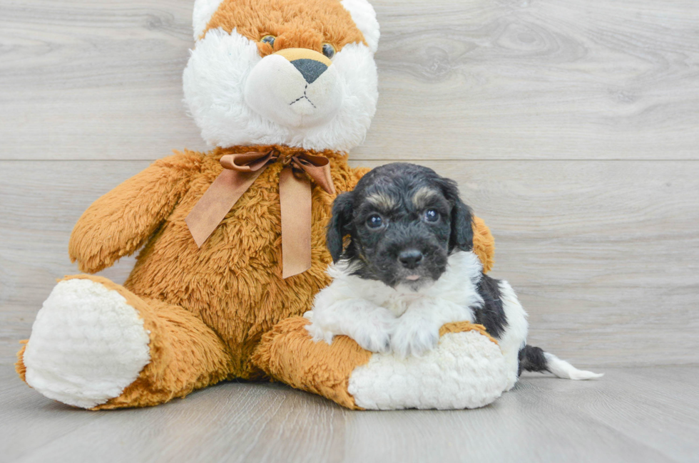 5 week old Poochon Puppy For Sale - Simply Southern Pups