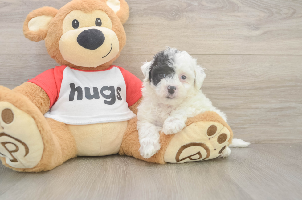 6 week old Poochon Puppy For Sale - Simply Southern Pups