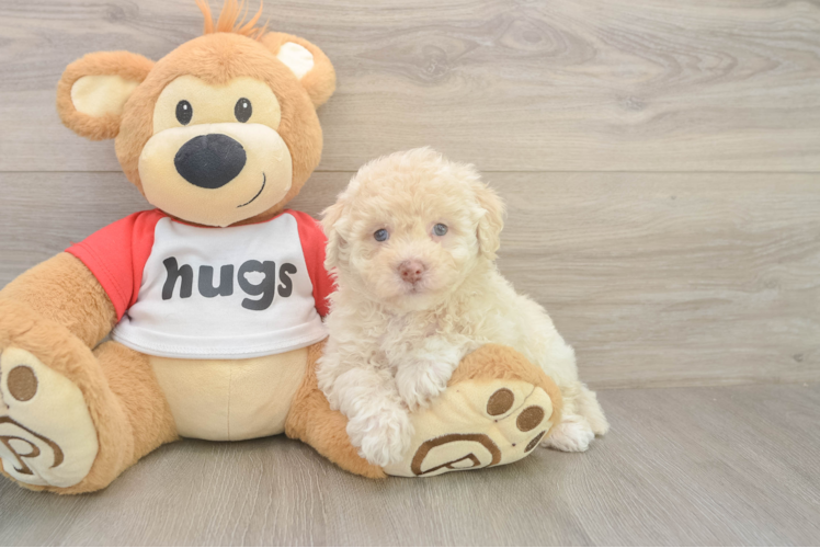 Best Poochon Baby