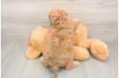 Energetic Bichpoo Poodle Mix Puppy