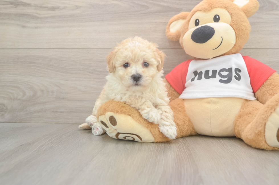 6 week old Poochon Puppy For Sale - Simply Southern Pups