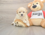 8 week old Poochon Puppy For Sale - Simply Southern Pups 8 week old Poochon Puppy For Sale - Simply Southern Pups