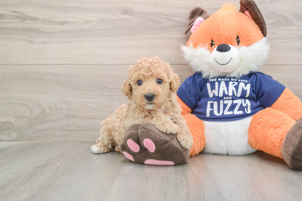 Petite Poochon Poodle Mix Pup