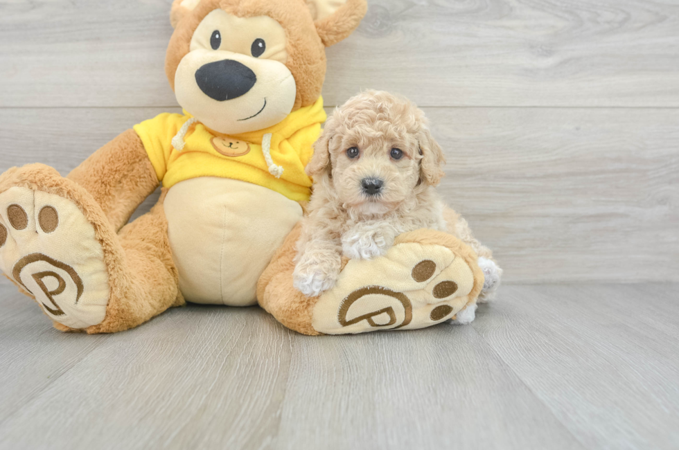 5 week old Poochon Puppy For Sale - Simply Southern Pups