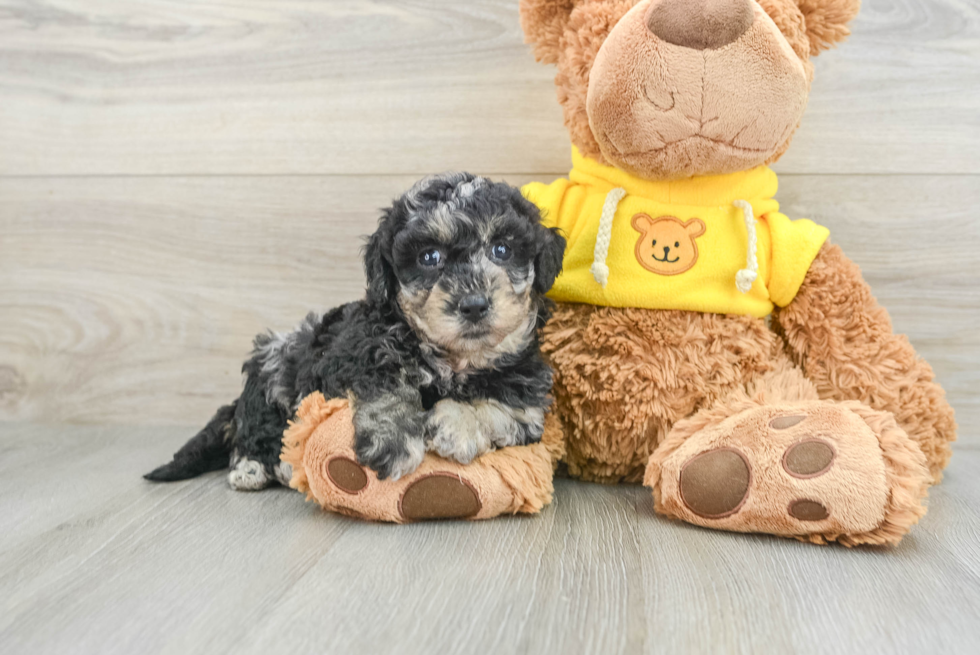 Poochon Pup Being Cute