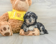 7 week old Poochon Puppy For Sale - Simply Southern Pups