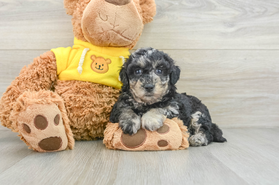 7 week old Poochon Puppy For Sale - Simply Southern Pups