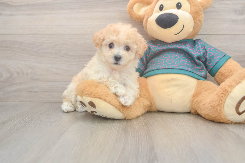 6 week old Poochon Puppy For Sale - Simply Southern Pups