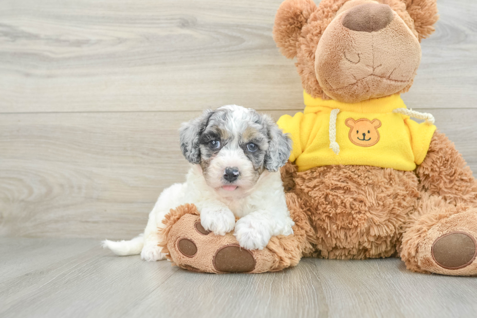 Poochon Pup Being Cute