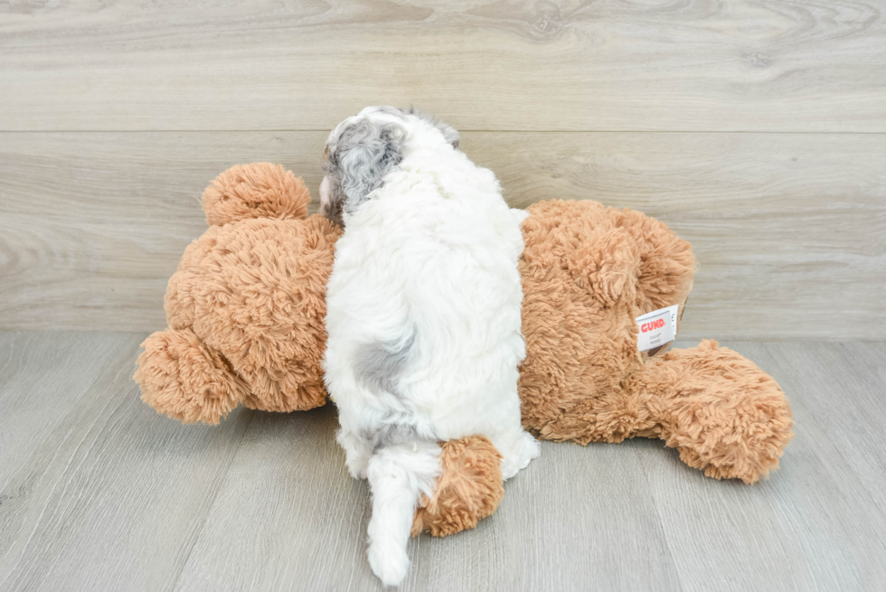 Funny Poochon Poodle Mix Pup
