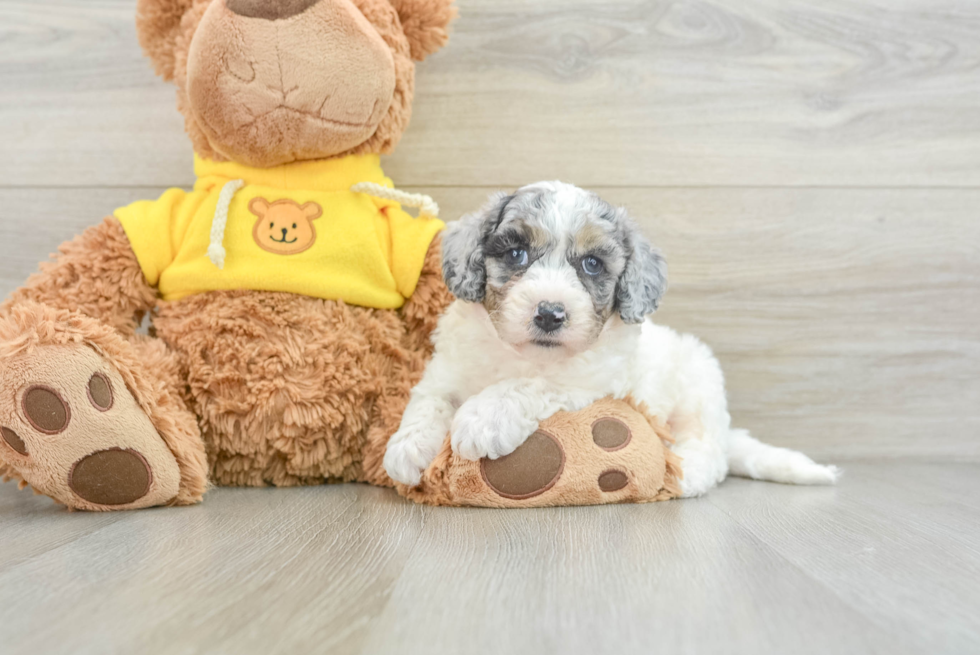 Friendly Poochon Baby