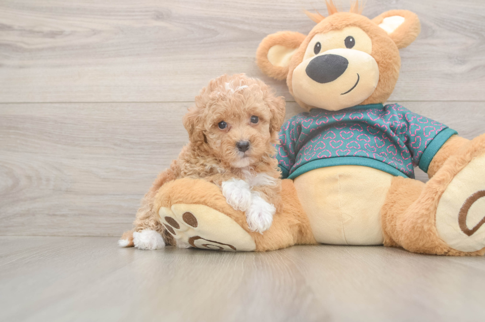 6 week old Poochon Puppy For Sale - Simply Southern Pups