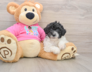 5 week old Poochon Puppy For Sale - Simply Southern Pups