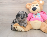 5 week old Poochon Puppy For Sale - Simply Southern Pups